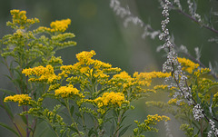 Guldenroede (Solidago)