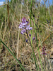 Scilla autumnalis - 2004-10-01--Ix500-IMG 0957