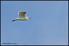 Héron gardebœufs DSC3044