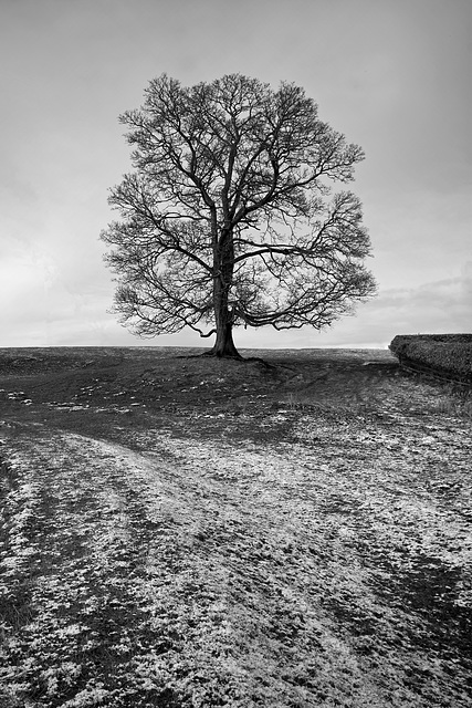 Tree at Old Mill Cottage