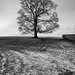 Tree at Old Mill Cottage