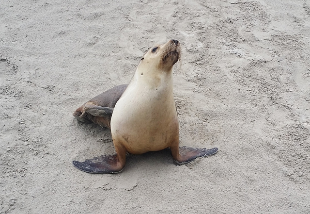 sea lions!