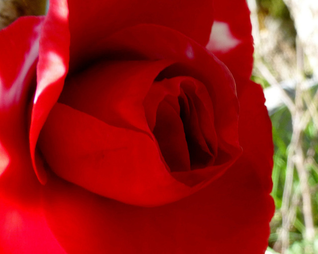 rouleau de printemps...