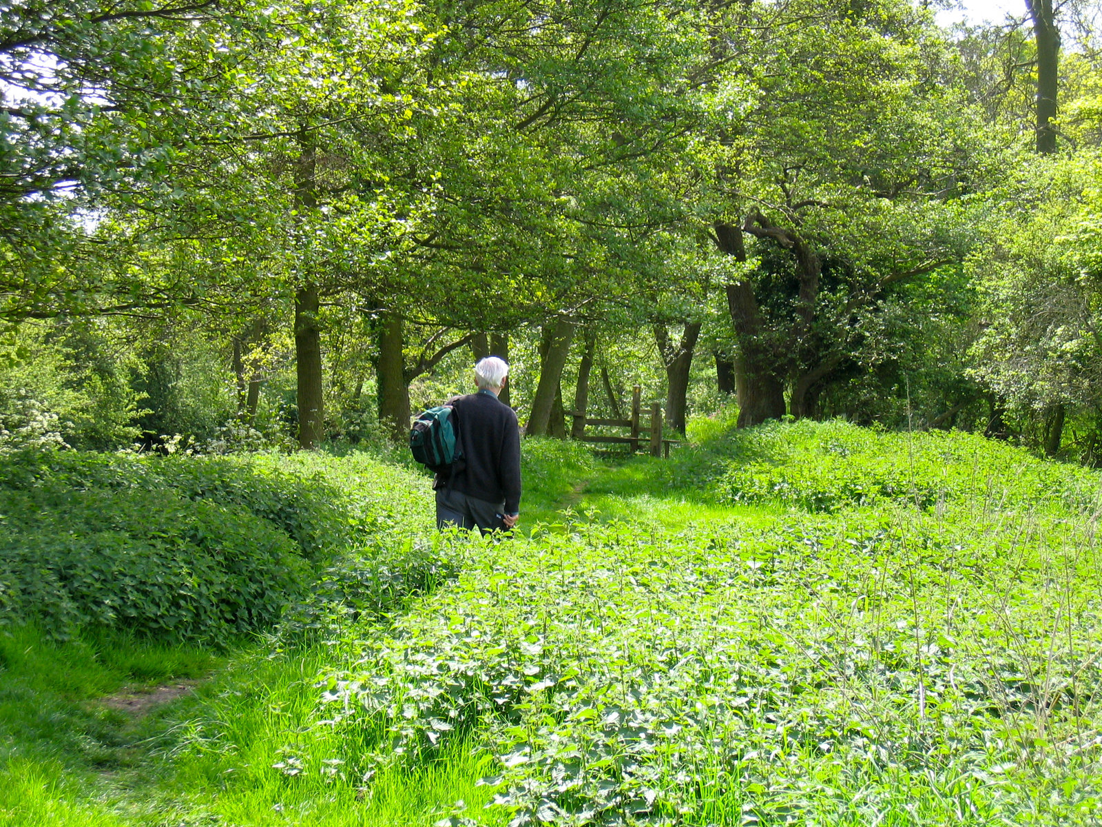 Approaching the river Alne near the Sewage Works