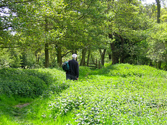 Approaching the river Alne near the Sewage Works