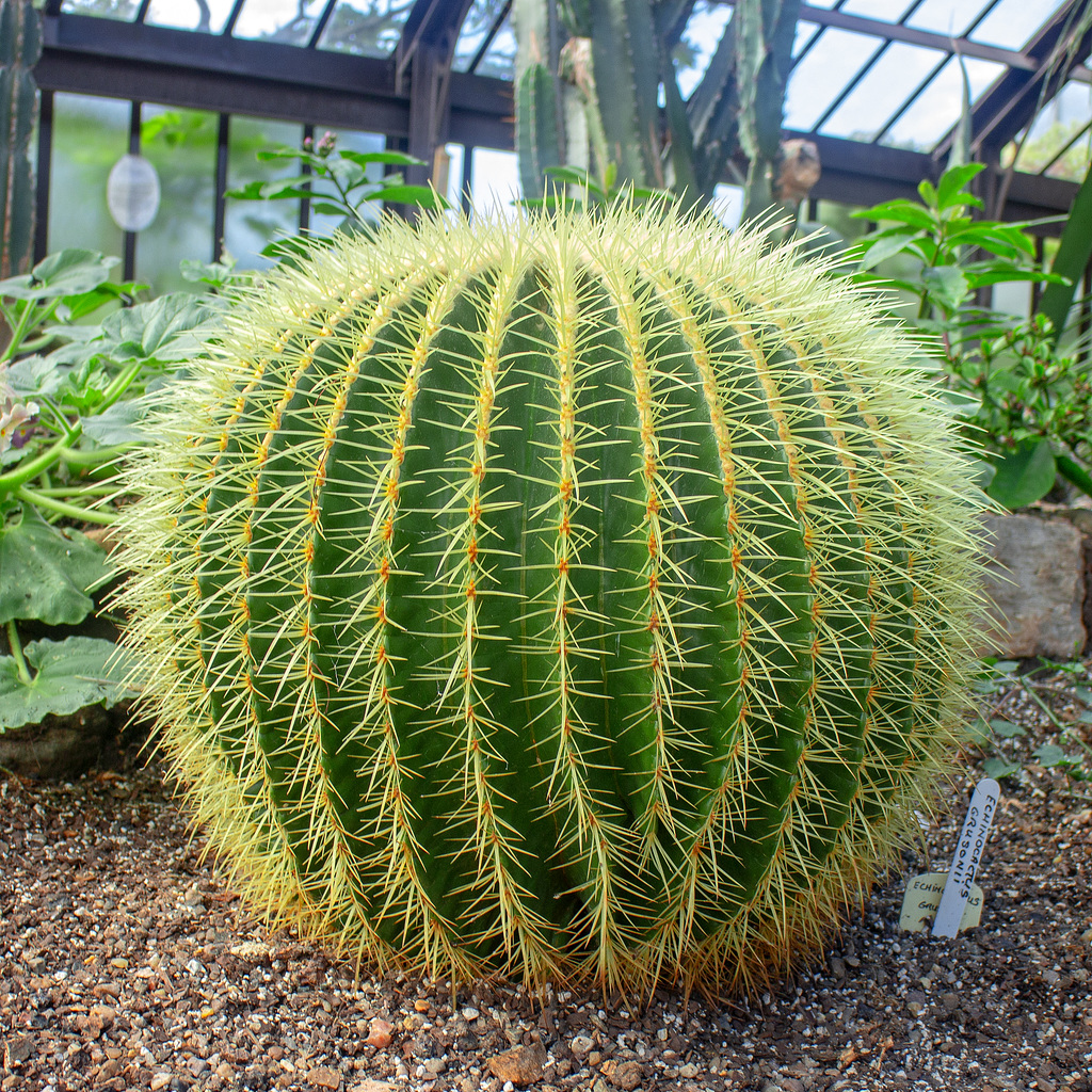 Echinocactus Grusonii