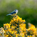 Blue tit