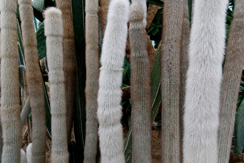Cleistocactus strausii