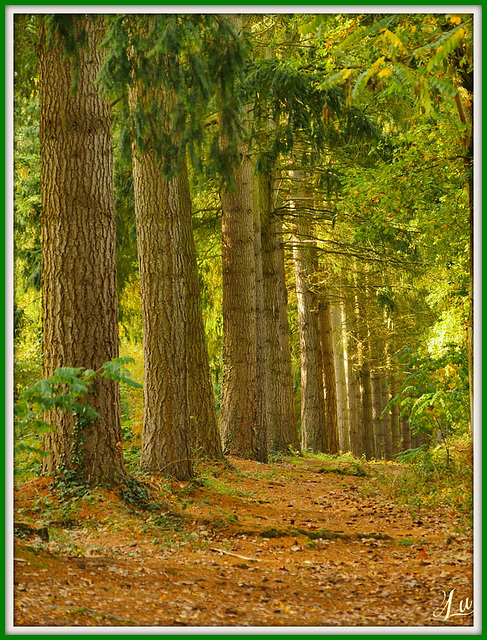 ** Un tour en forêt **