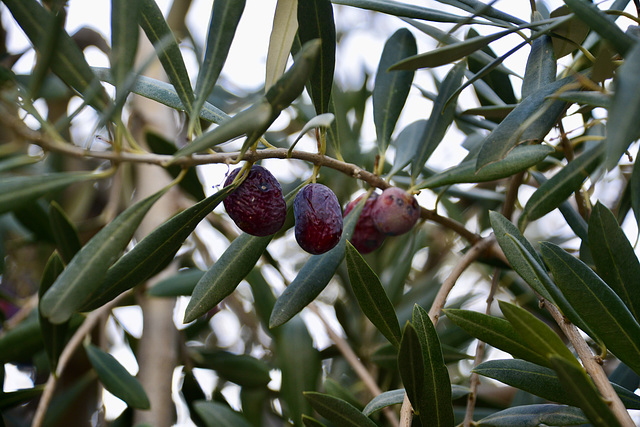Athens 2020 – Olive tree