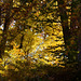 Goldener Oktober