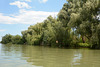 Левый берег рукава Анкудиново в дельте Дуная / Left bank of the Ankudinovo branch in the Danube Delta