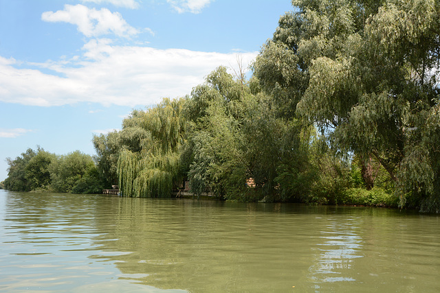 Левый берег рукава Анкудиново в дельте Дуная / Left bank of the Ankudinovo branch in the Danube Delta