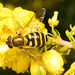 EF7A7561 Hoverflyv2