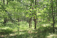 Sortie bois de Chartrettes et Livry-sur-Seine