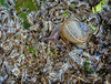 Snail on Wild Carrot seed head