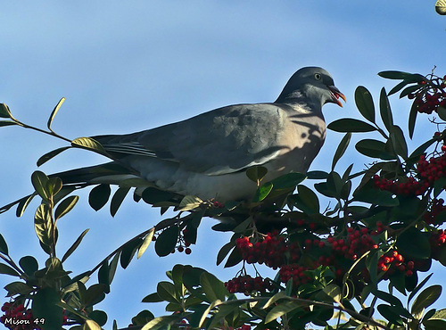 Dans mon jardin