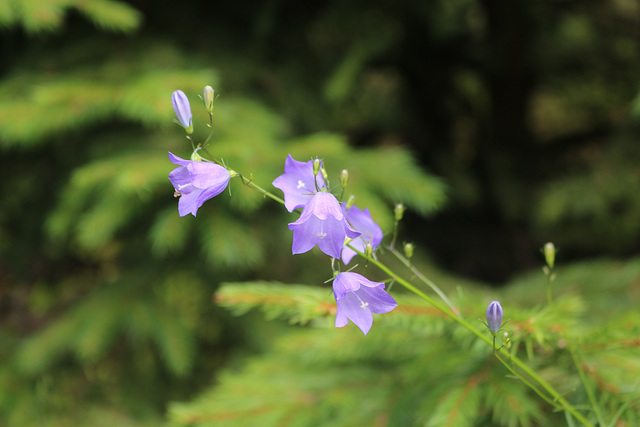 Wiesenglockenblume