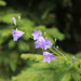 Wiesenglockenblume