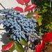 Mahonia aquifolium
