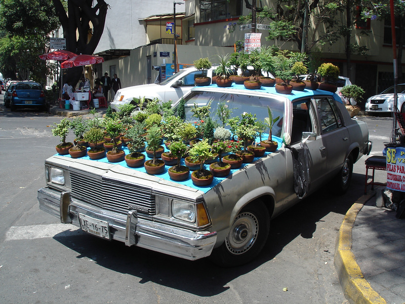 Auto bonsaï / Coche bonsai