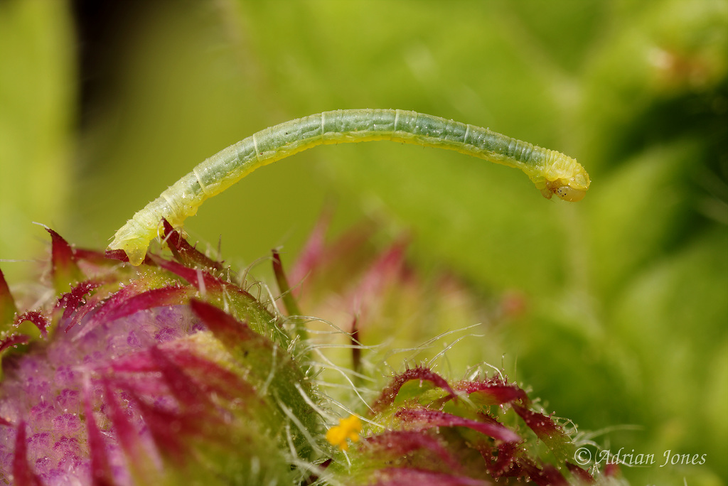 Geometrid Moth Caterpillar