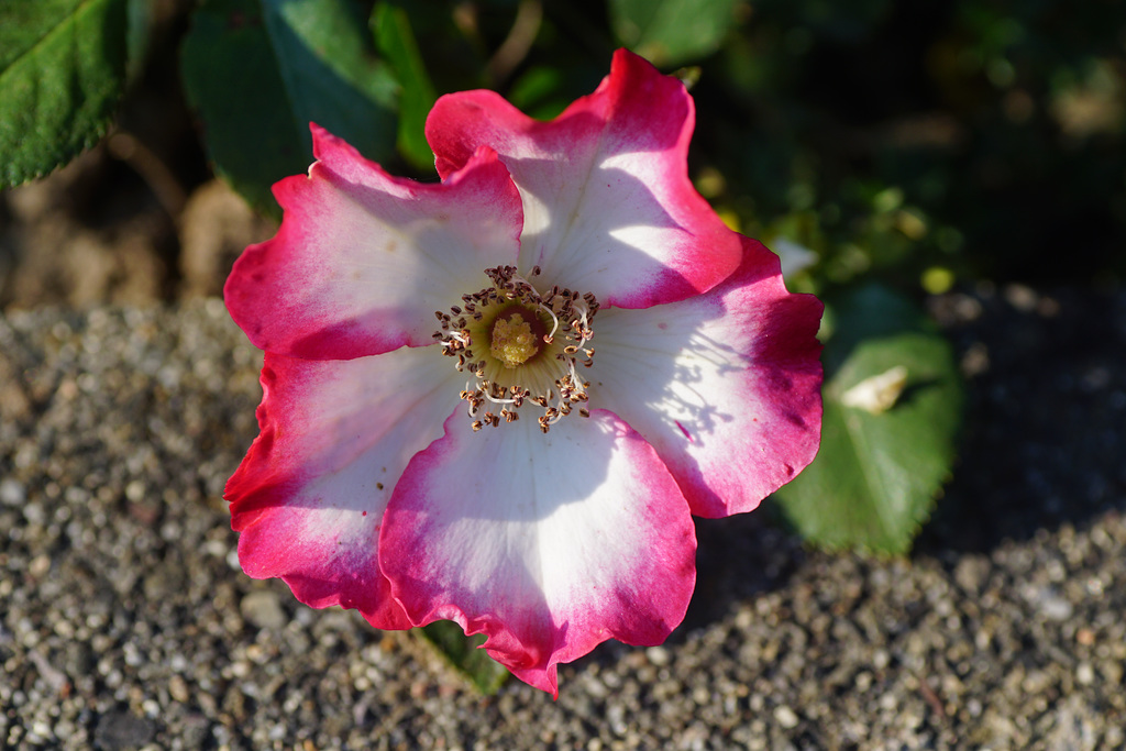 Mozartrose