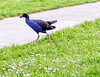 Pukeko