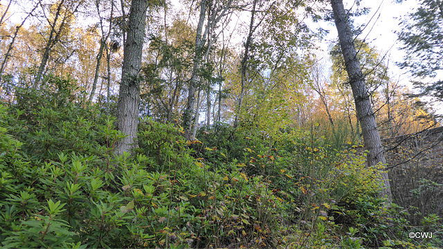 Autumn colours by the Dava Way