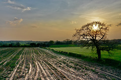 Lone tree sunset