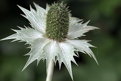 Distel