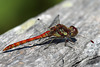 EOS 90D Peter Harriman 11 18 08 86142 commonDarter dpp