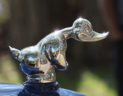 silver duck