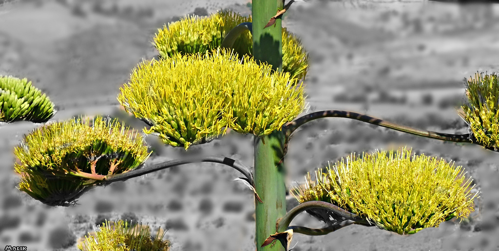 Agave 6