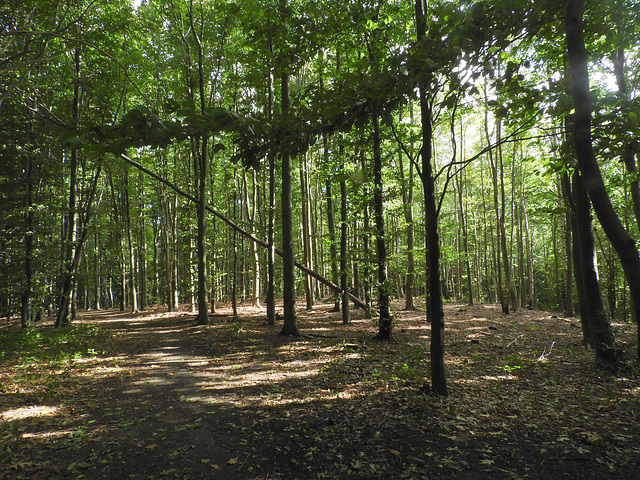 Tree fall