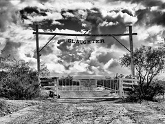 Slaughter Ranch