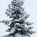 20150131 6762VRAw [D~SHG] Schnee, Rinteln