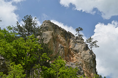 Большой Каньон Крыма, Сосны на скалах