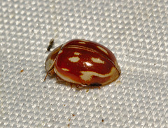 Ladybird IMG_0835