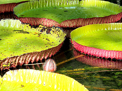 Victoria Regia