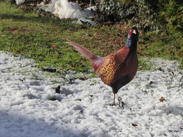 Cock Pheasant