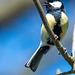 Great tit