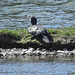 20190609 4926CPw [R~GB] Kormoran, Wales