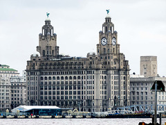 Liver building (1)