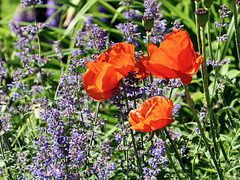 Klatschmohn