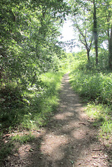 Sortie bois de Chartrettes et Livry-sur-Seine