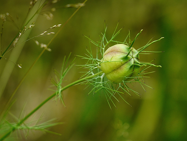 Jungfer im Grünen ...   (PiP)