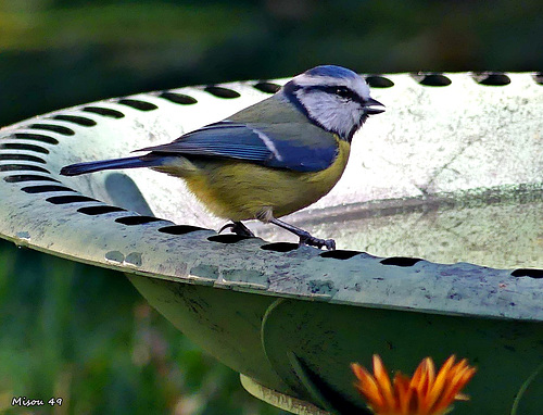 Dans mon jardin