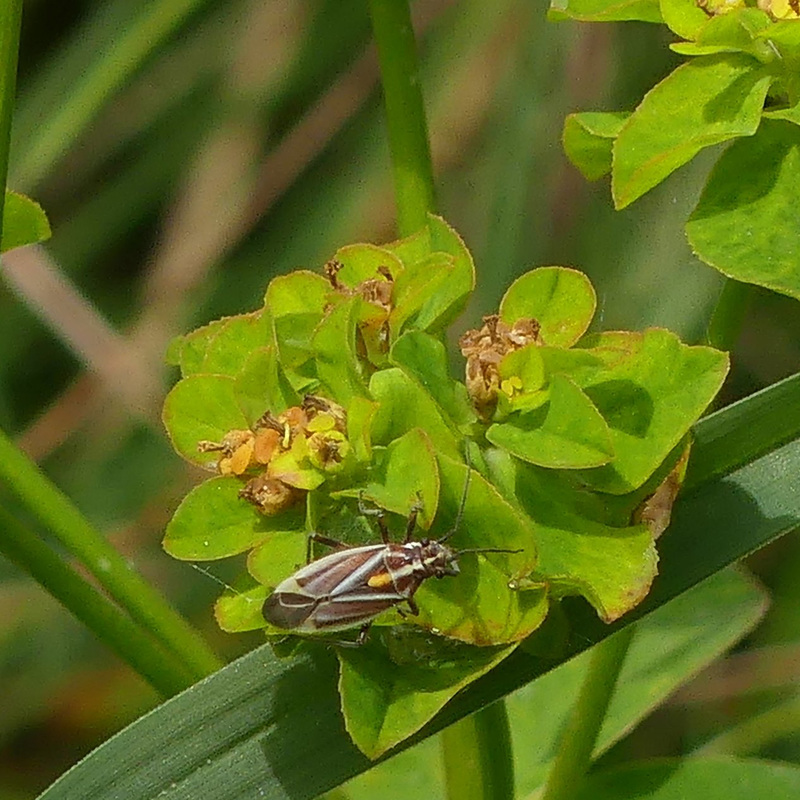 Bois d'Amont dans le Jura