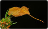 Das Blatt hat sich verfangen :)) The leaf got caught there :)) La feuille s'est coincée là :))